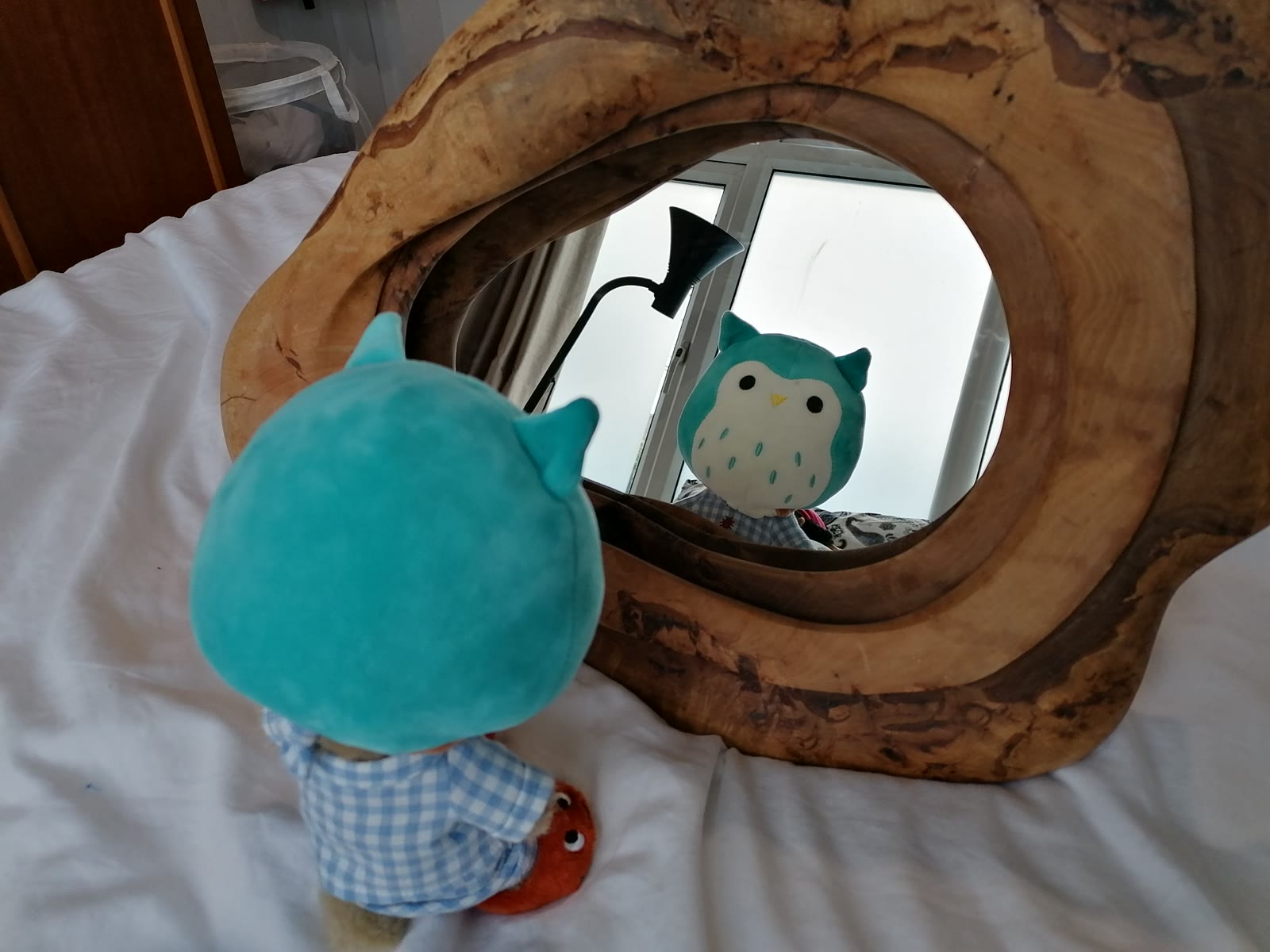 Baby Owl looking at itself in a mirror